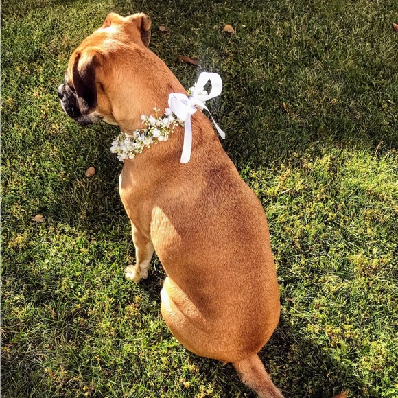 Handmade faux baby’s breath dog collar - Picture 3 of 6